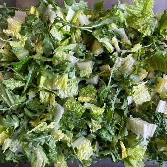 Salad Lettuce